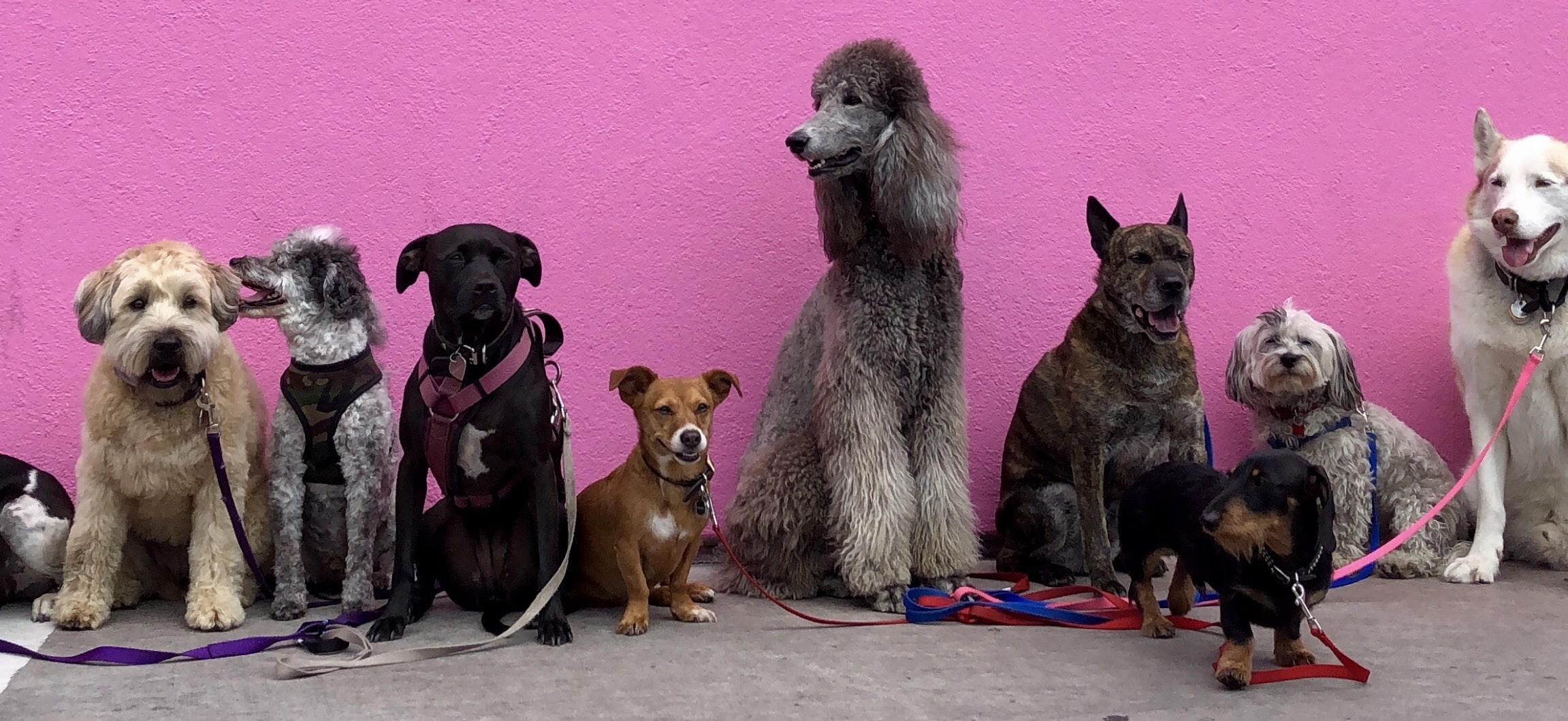 odd laws in hamilton ohio pet Hoarding